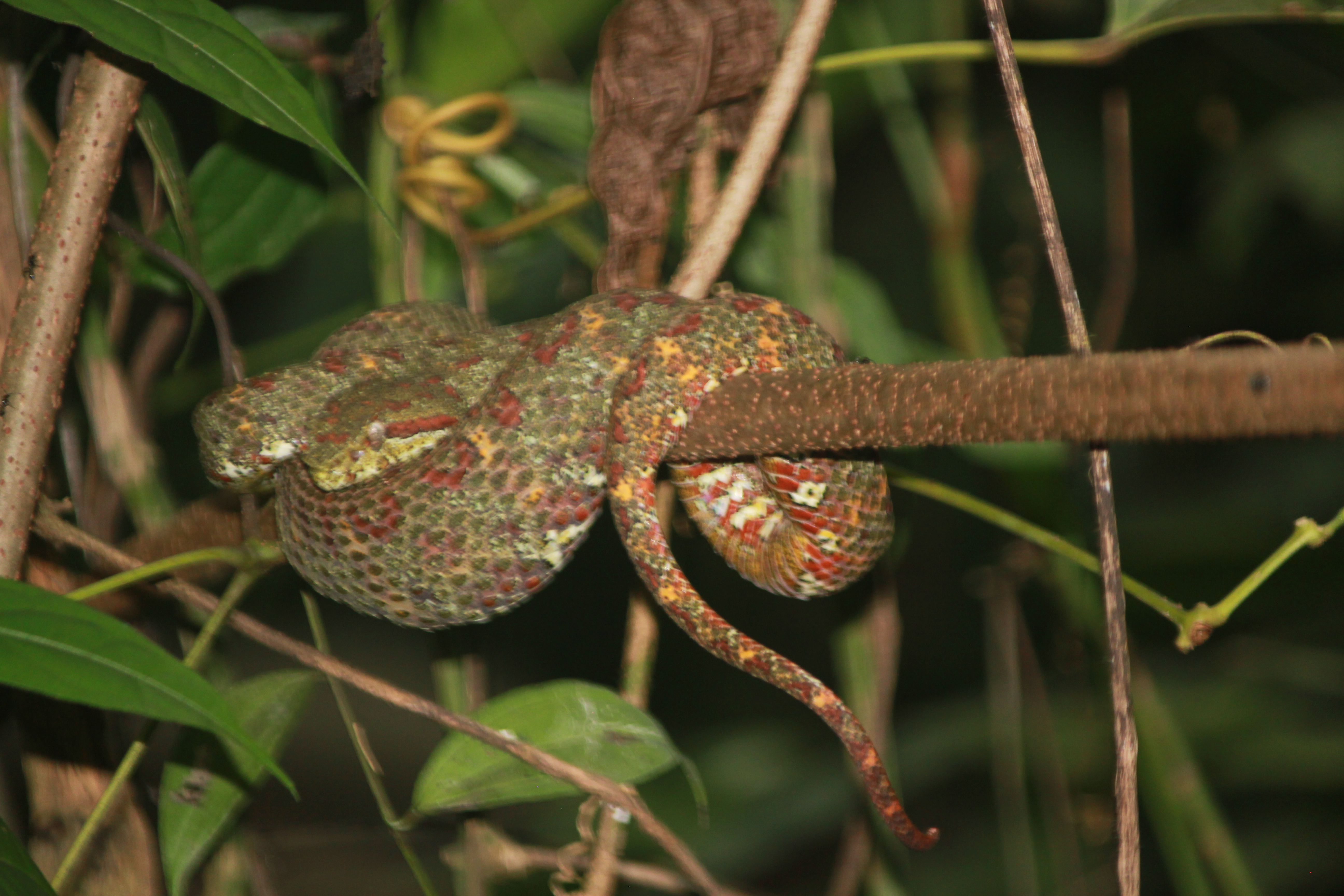 Pit Viper; Manuel Antonio, Costa Rica; 2013